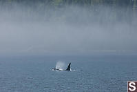 Male Breathing On Foggy Morning