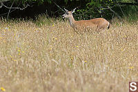 Mule Deer In The Grass