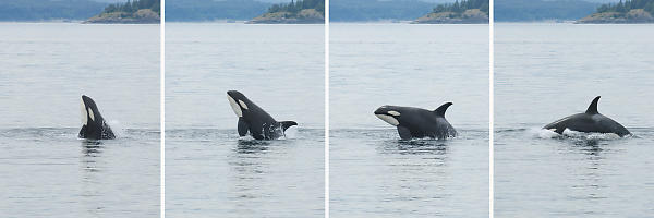 Orca Breaching Composite