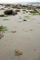 Sandy Beach Tidepooling