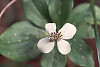 Canadian Dogwood, Canadian bunchberry