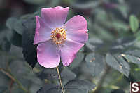 Nootka Rose