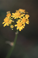 Yellow Flower