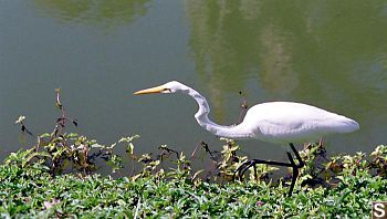 Bird at Channel