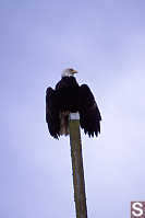 Bald Eagle Drying Wings