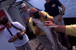 Dog Fish Being Photographed