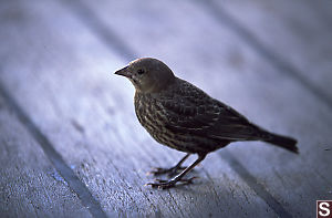 Little Brown Jobby (Fox Sparrow)