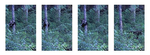 Grizzly Bear Rubbing Tree