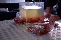 Packaging Prawns