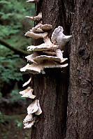 Angel's Wings on Hemlock