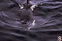 Female Orca Looking at Us