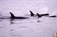 Pod of Female Orcas