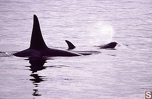 Female and Male Orca