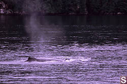 Humpback Whale Blow