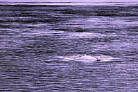 Looking Down Humpback Whale Blow