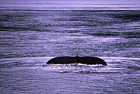 Humpback Whale Tail Fluke