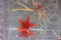 Vermilion Star and Feather Star