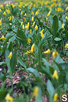 Field Of Glacier Lilies