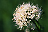 Sitka Valerian