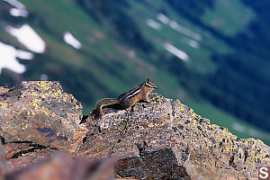 Chipmunk On Rock