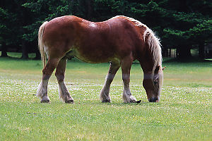 Horse Feeding