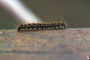 Single California Tent Caterpillar