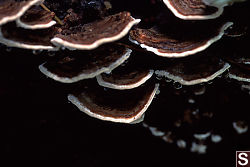 Dripping Fungi