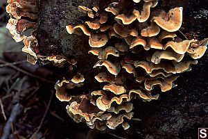 Trametes versicolor (Turkey-tail)