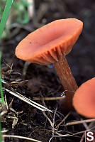 Orange with Flat Tops