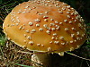 fly agaric