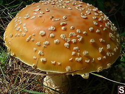 Amanita muscaria (Fly agaric)