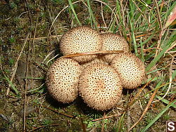 Lycoperdon perlatum (Gem-studded Puffball)