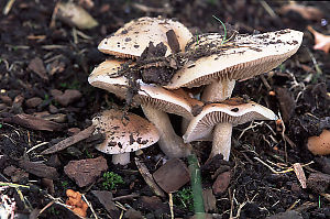 White Mushrooms