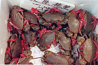 Box Full Of Crabs