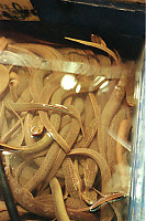 Box Of Live Eels