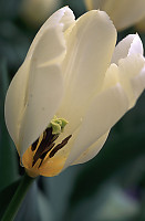 Cream Tulip