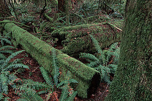 Fallen Logs