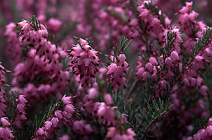 Pink Flowers