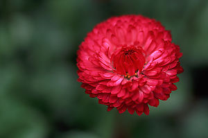 Red Corn Flower