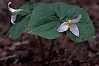 Western Trillium, Pacific Trillium