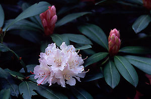 White Rhodo's