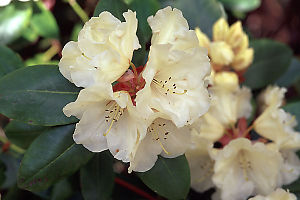 Yellow Rhodo's