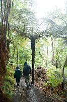 David Mark Walking Under Giant Fern