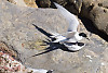 Black-naped Tern, White-fronted Tern