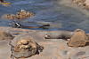 New Zealand Fur Seal, Southern Fur Seal