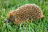 West European Hedgehog