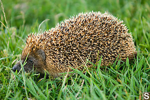 Hedgehog In Grass