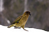 Kea