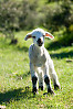 Lamb Standing