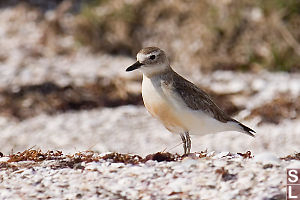 NZDotterel On Beach